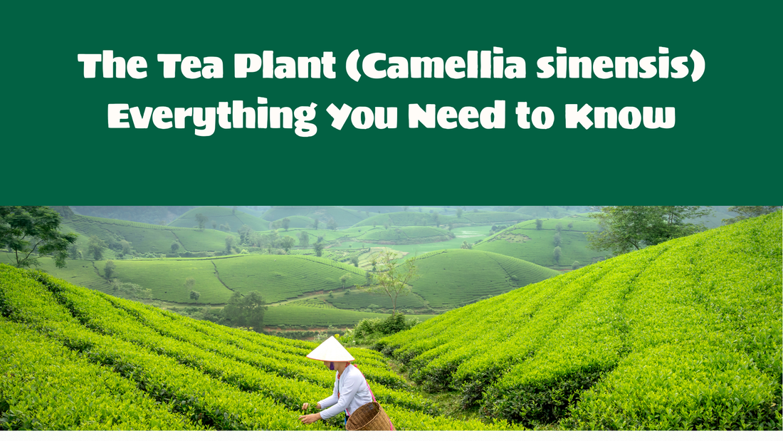 Camellia sinensis growing in a tea plantation