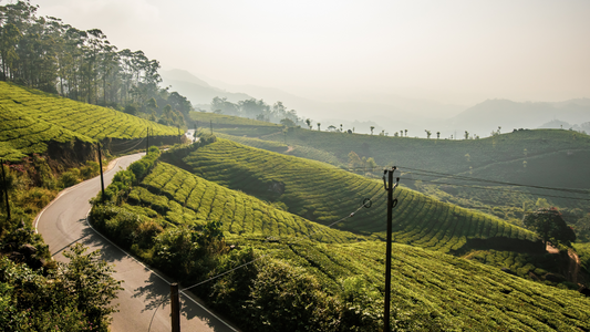 Exploring the Cultivation Process of Tea in India: From Bush to Brew